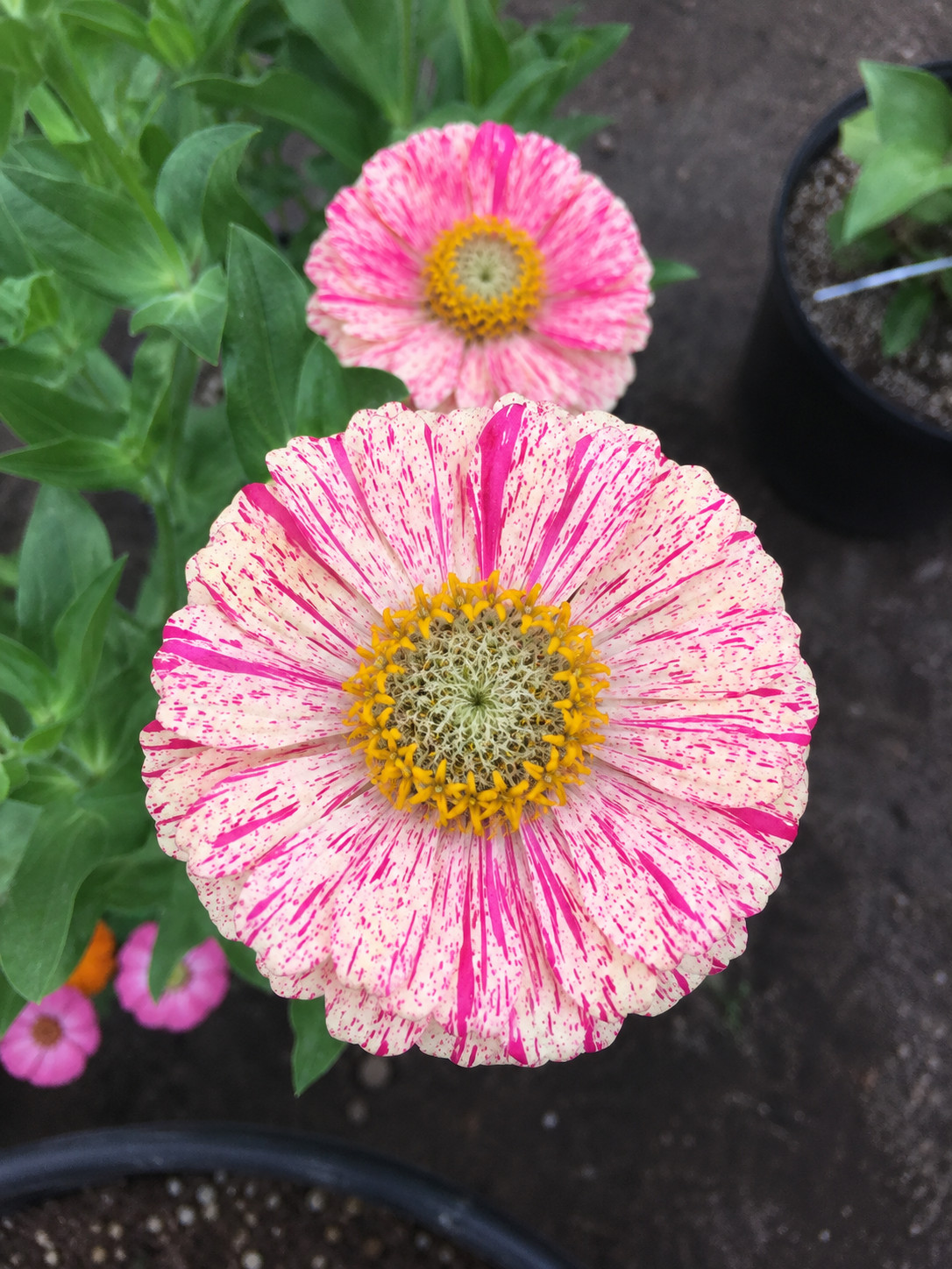Bon Bon Mix Zinnia Seeds Candy Striped Heirloom Cut Flower Annual