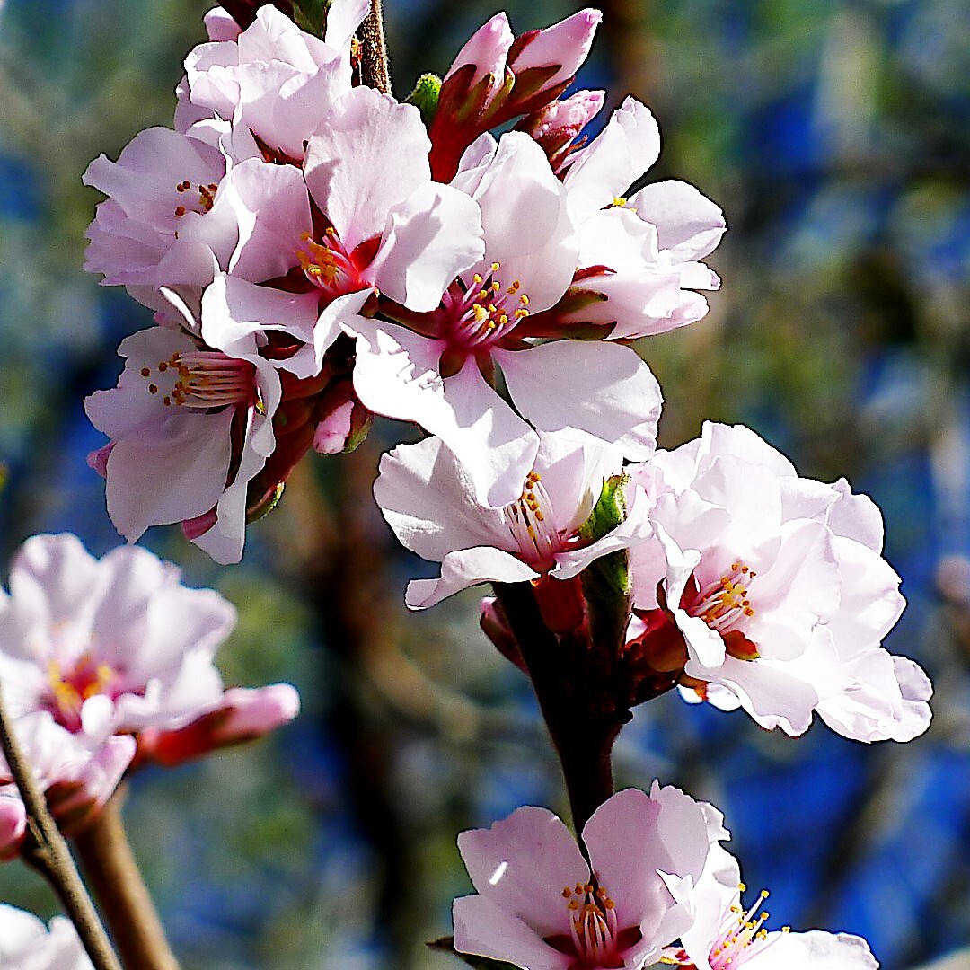 Nanking Chinese Dwarf Cherry Tree Seeds (Prunus tomentosa) Fruit Fast, Hardy-2