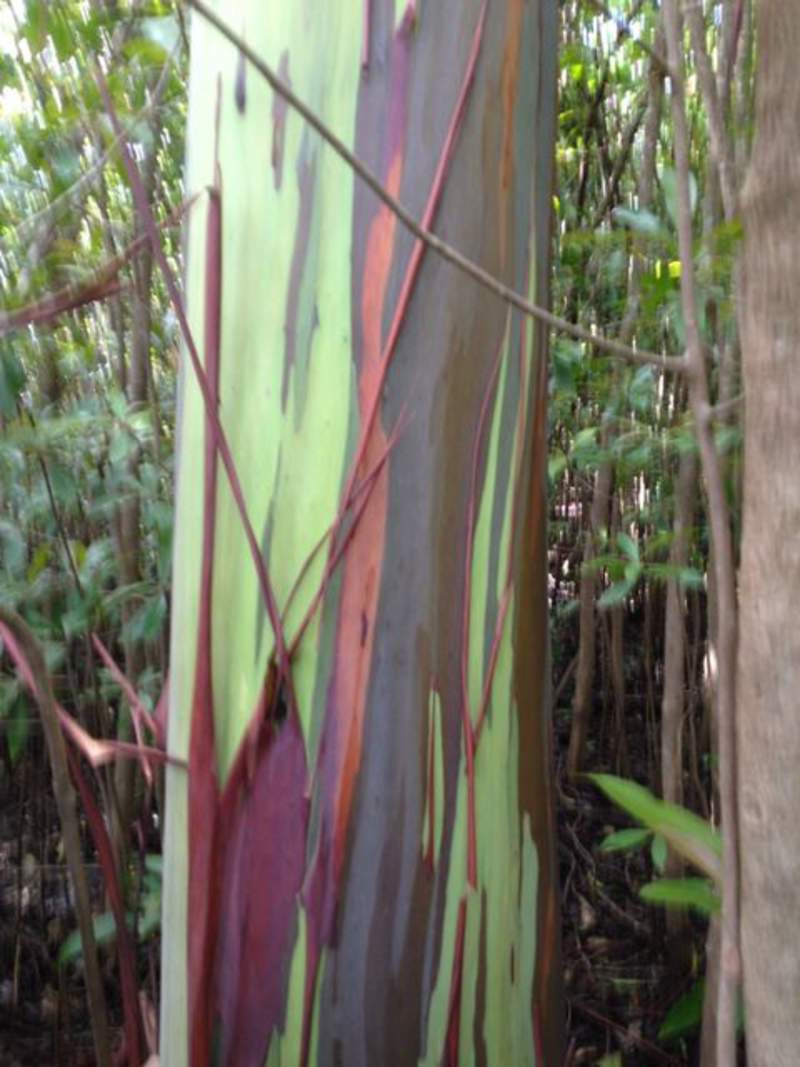 1-1000 PCS Rainbow Eucalyptus Tree Seeds Indonesian Gum Mindanao Sarassa 0128