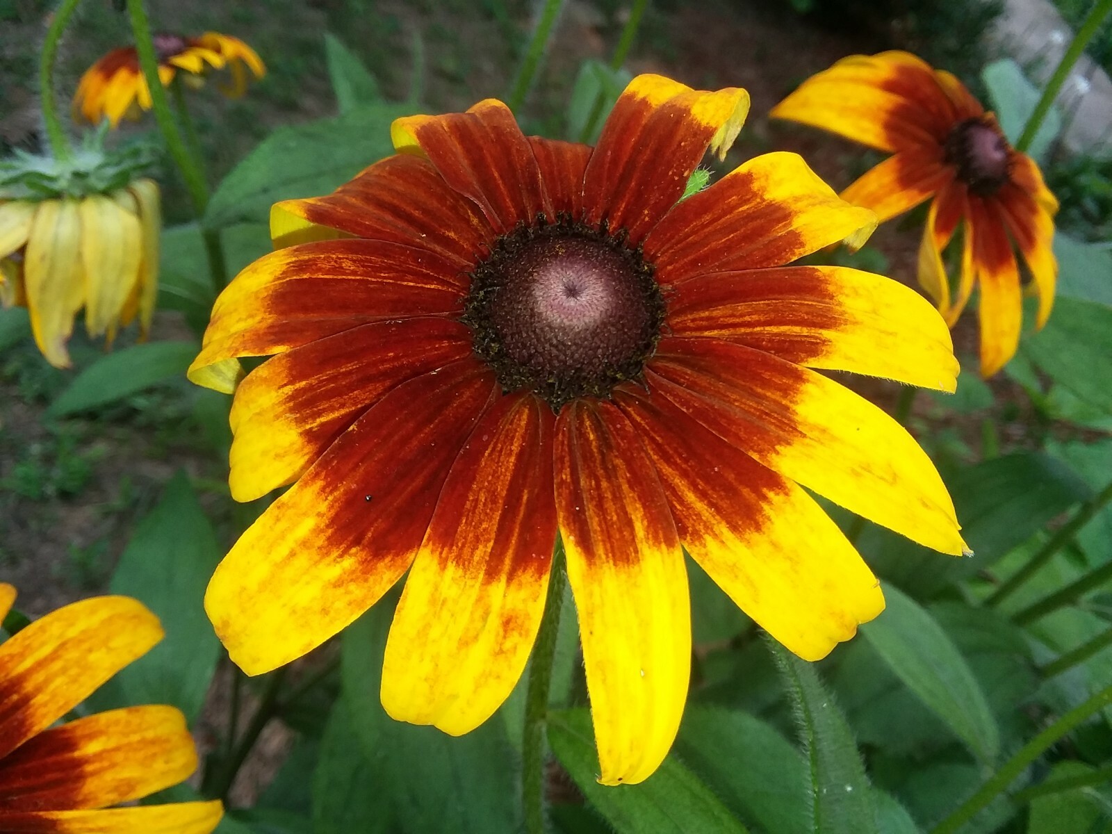 300+Native Perennial Large Daisy Seeds(Rudbeckia Hirta Gloriosa)Gold,Orange,Red.