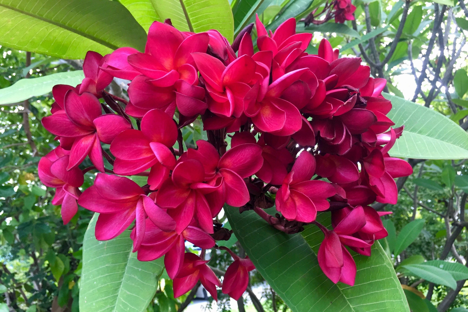 10 MIXED COLORS PLUMERIA Seeds – Lei Flower Frangipani Mix Pink Red Yellow White