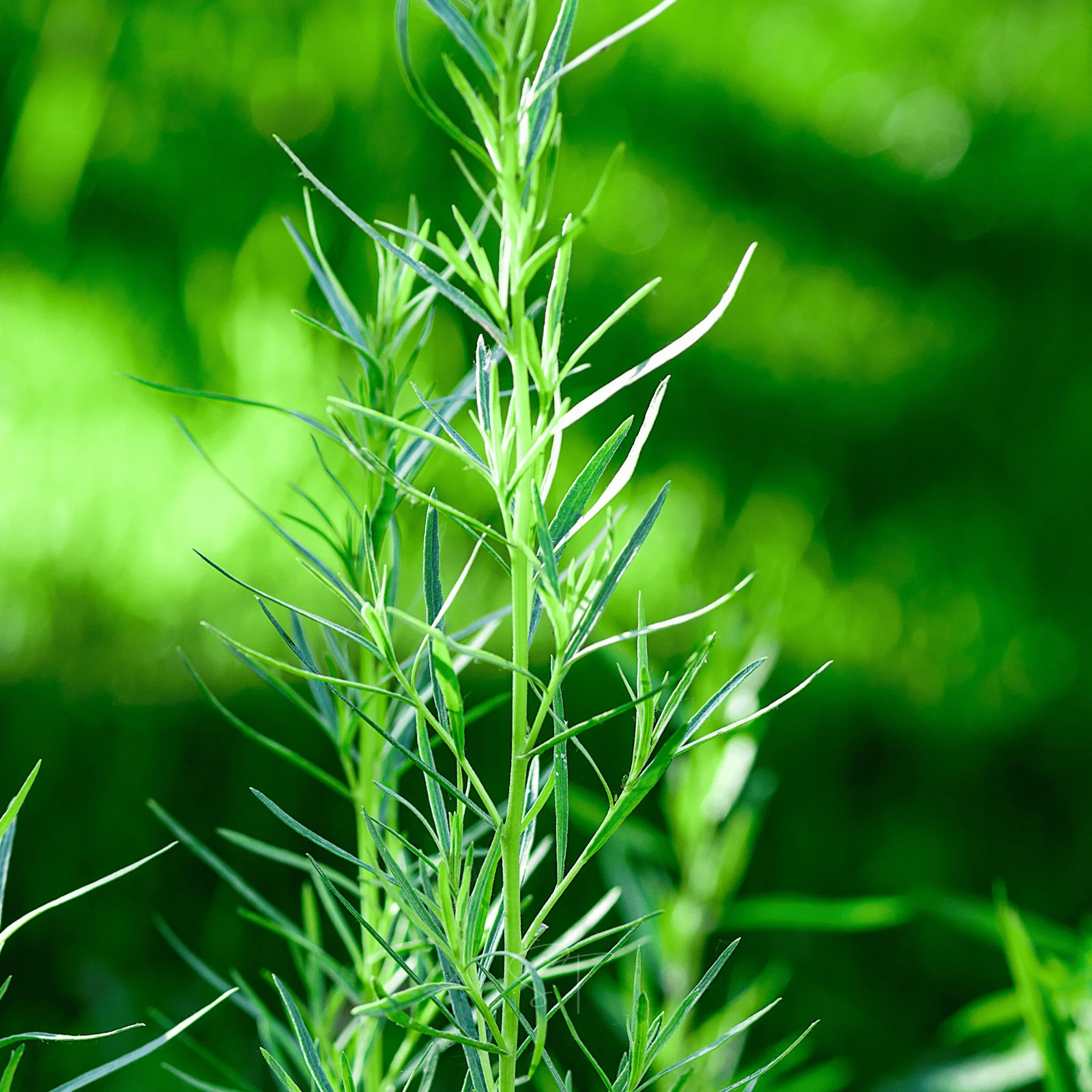 Tarragon – 300 Seeds