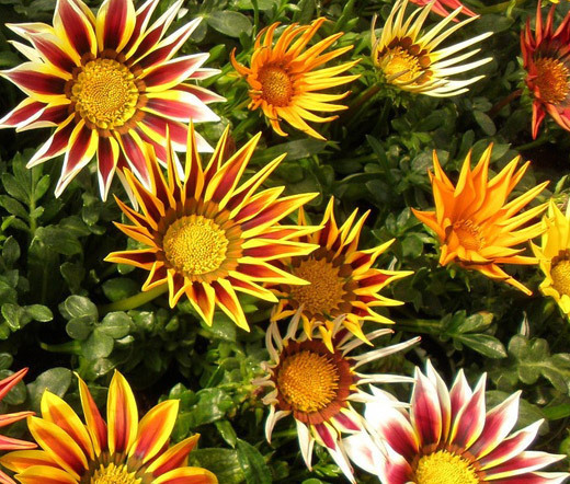 GAZANIA LOGRO STRIPED MIX Gazania Rigens – 100 Bulk Seeds