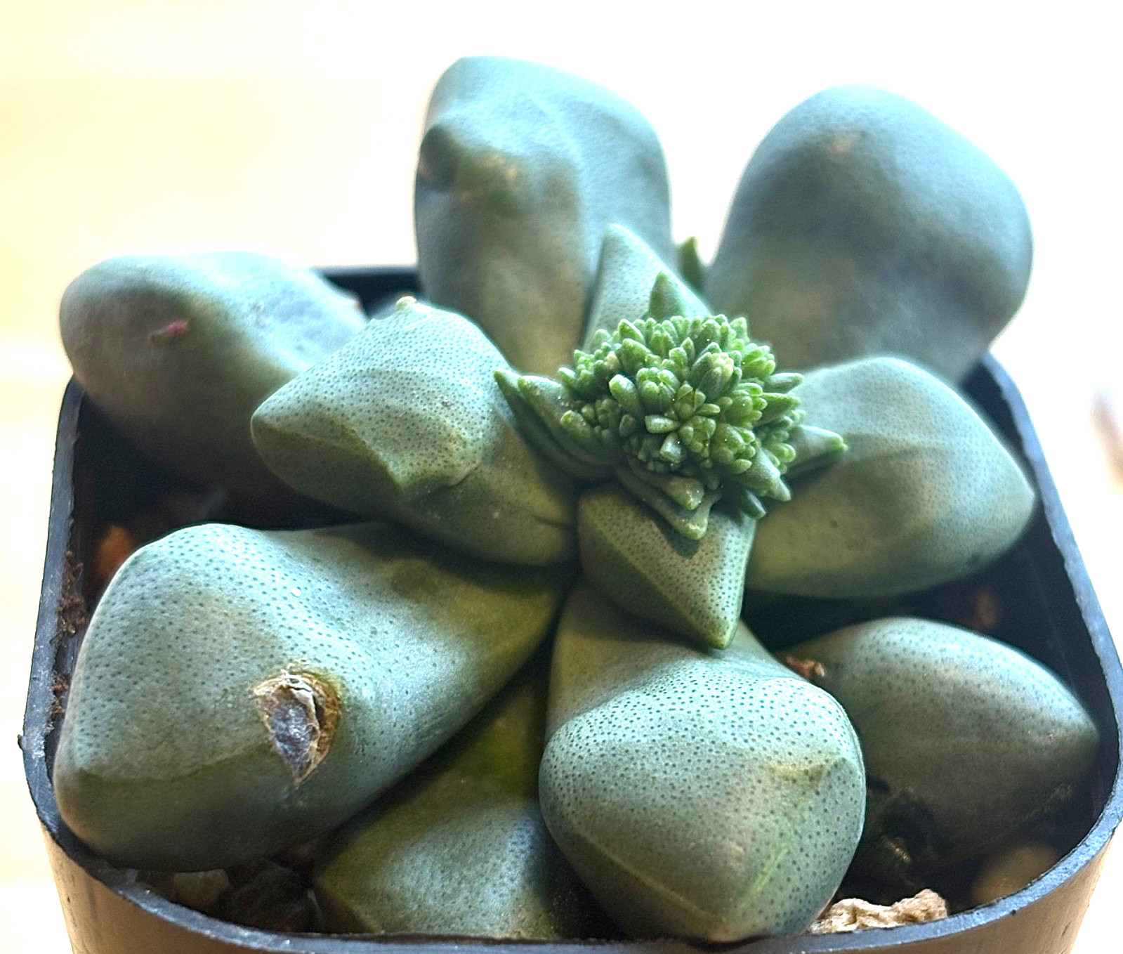 Crassula species Prince Albert succulent cactus