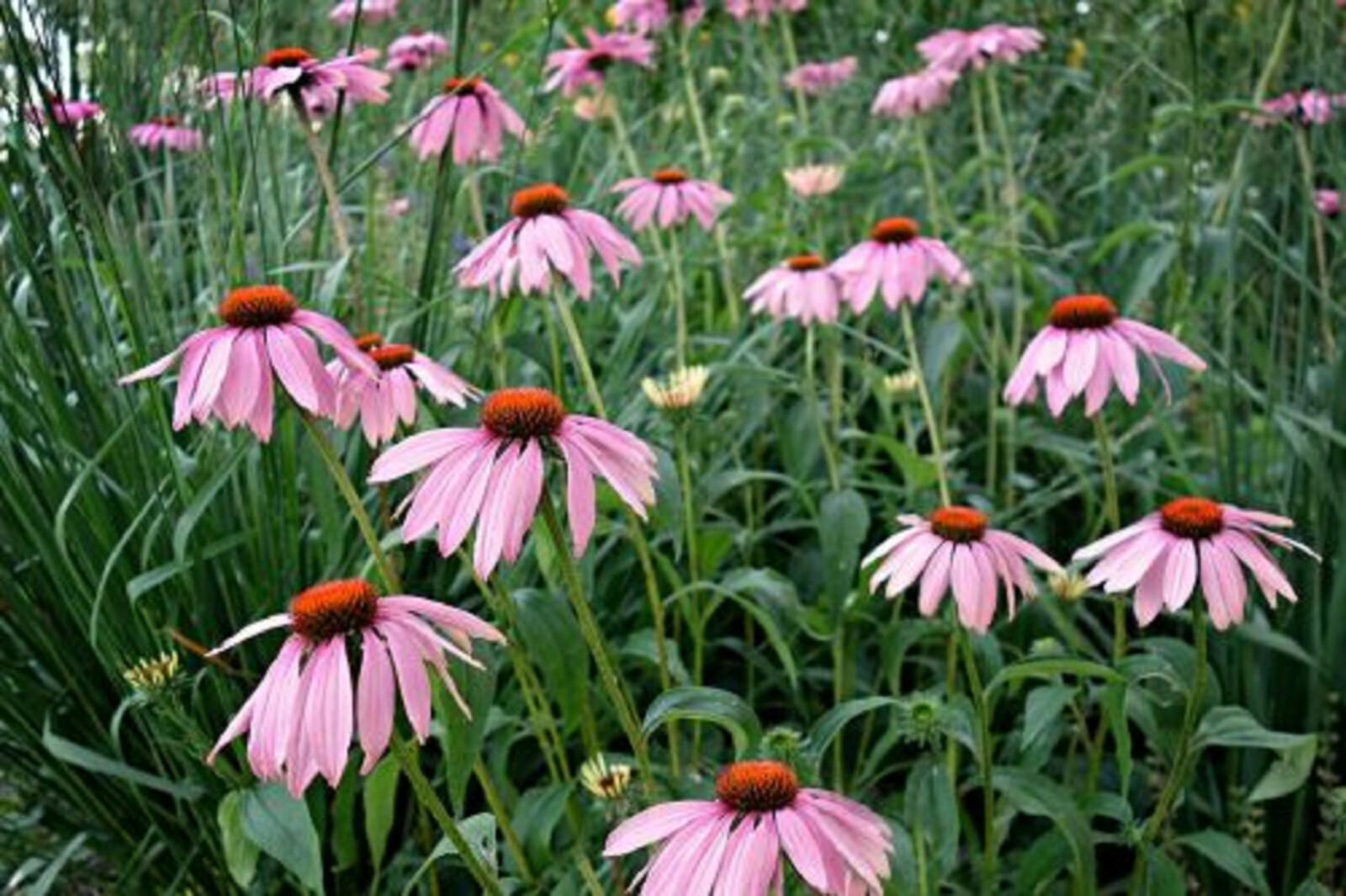 400+ Echinacea Purpurea Seed – Purple Coneflower Perennial Medicinal Herb Flower