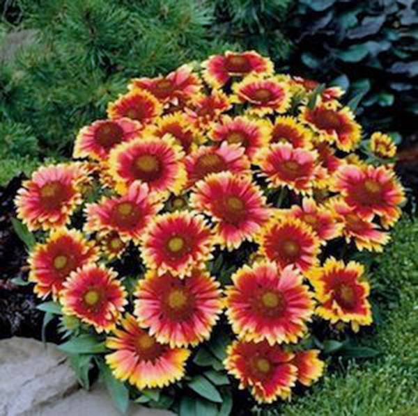 ARIZONA SUN GAILLARDIA , 100 SEEDS BEAUTIFUL BRIGHT LARGE CUT FLOWER