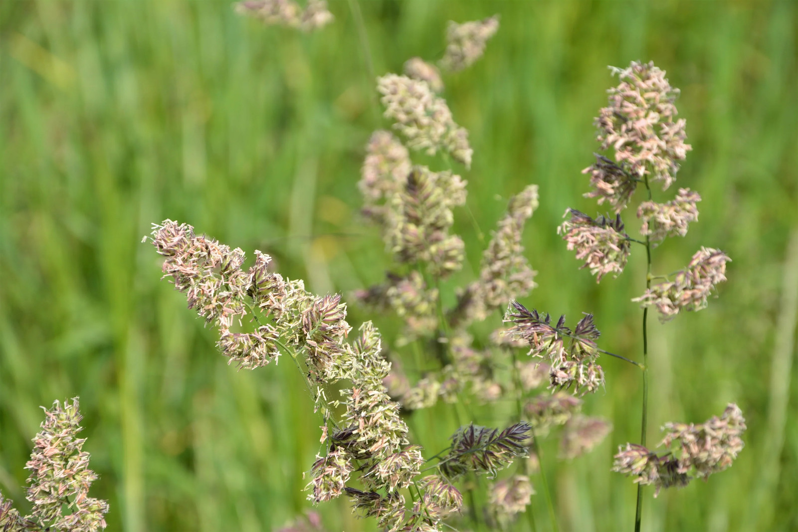 3000 QUICKDRAW ORCHARDGRASS Dactylis Glomerata Sun Shade Bunchgrass Seeds