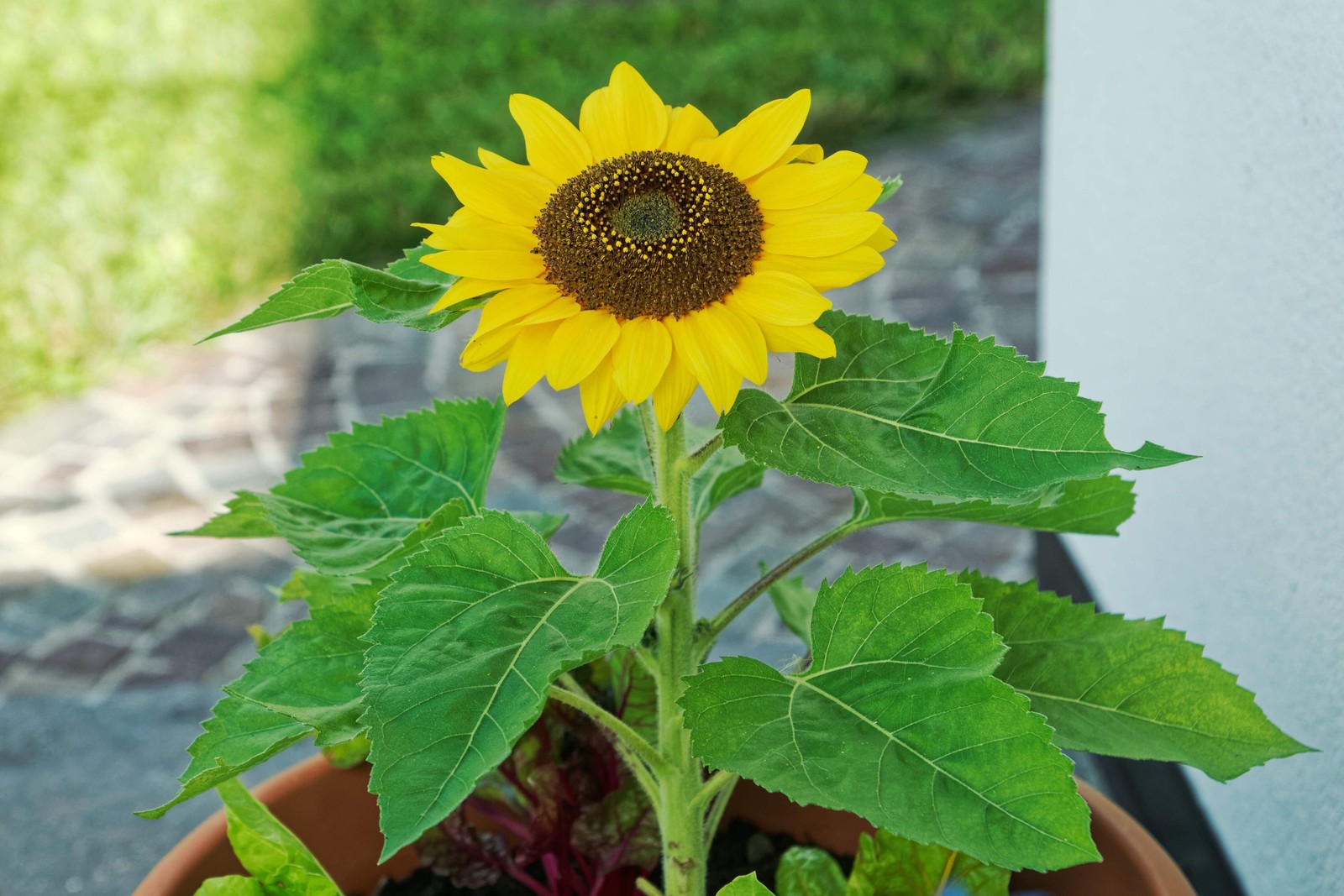 25 Dwarf SUNSPOT SUNFLOWER Helianthus Annuus Flower Seeds