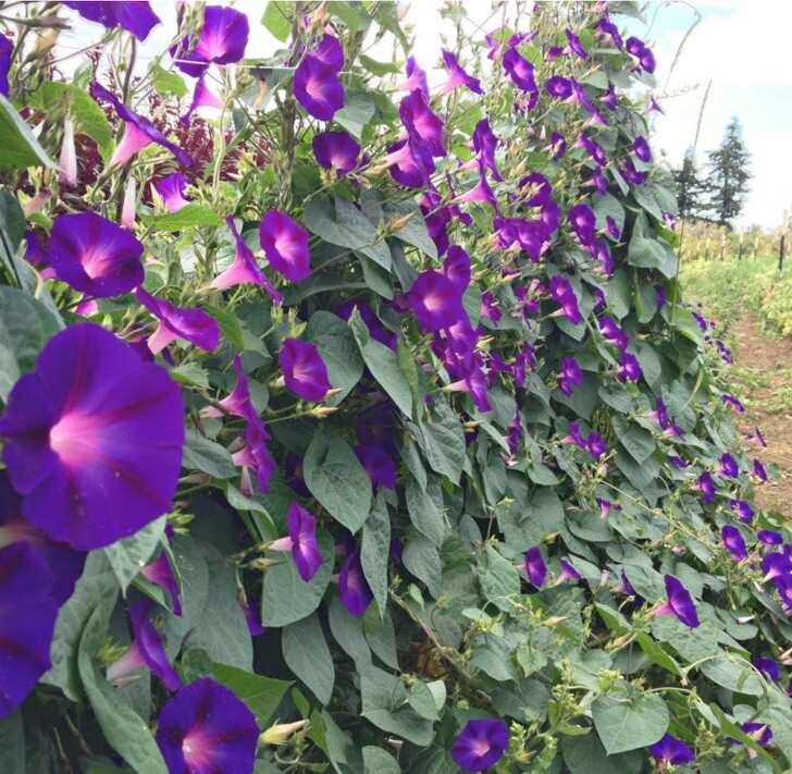 50 Royal Purple Morning Glory Seeds | Non-GMO | Free Shipping | Kay’s Seeds