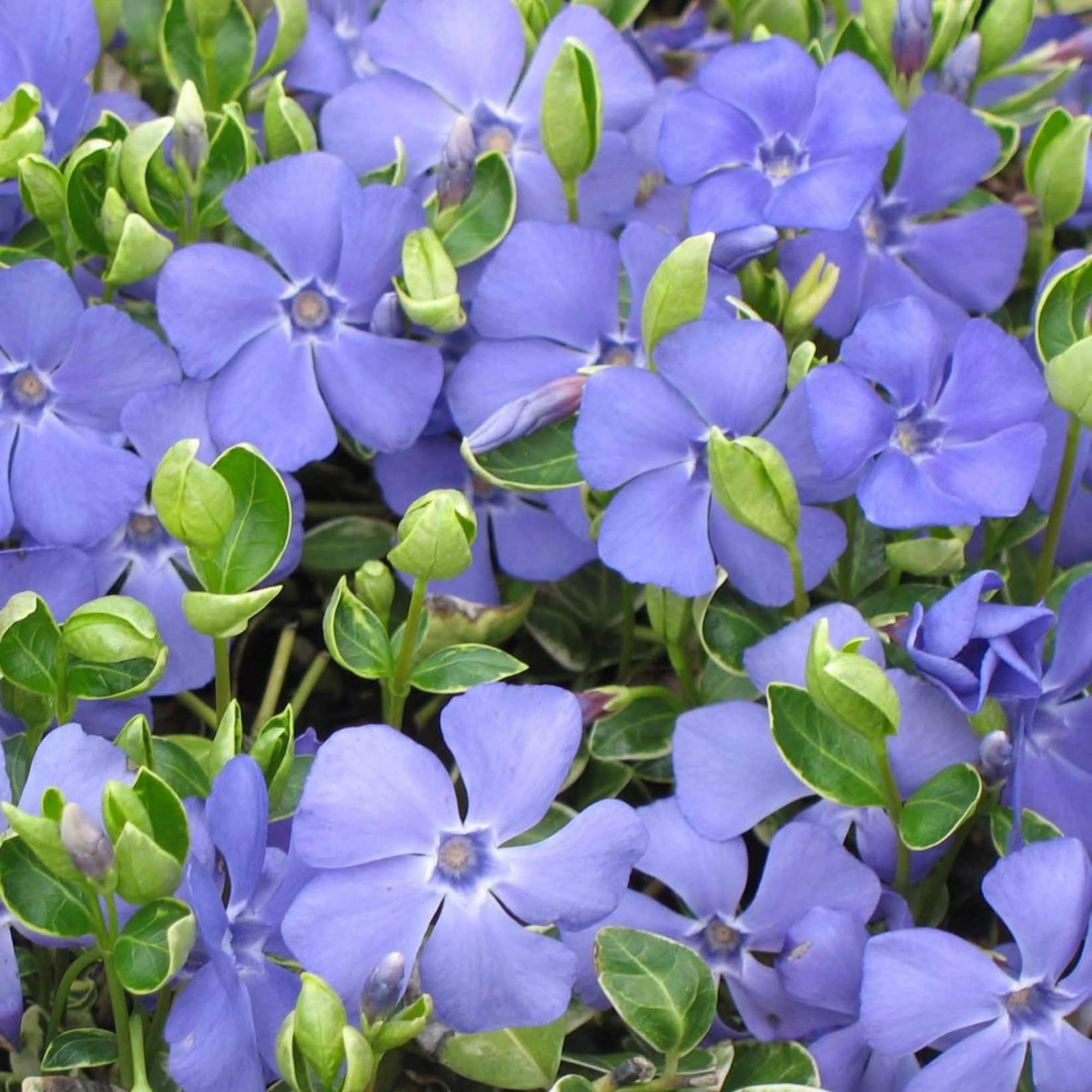 1100+ Perennial Vinca Periwinkle Flower Seed for Planting Outdoor-Non-GMO Hei
