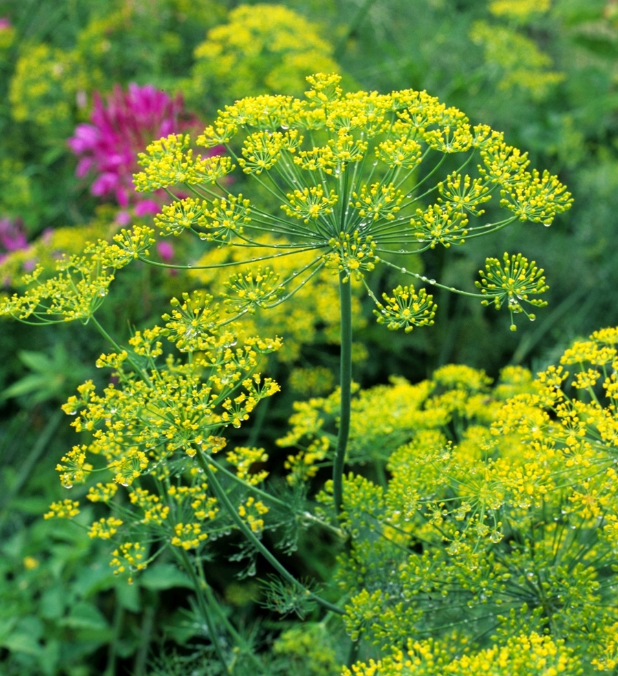1oz Bouquet Dill Seeds Anethum Graveolens Herb Heirloom (Approx 20,000 Seeds)