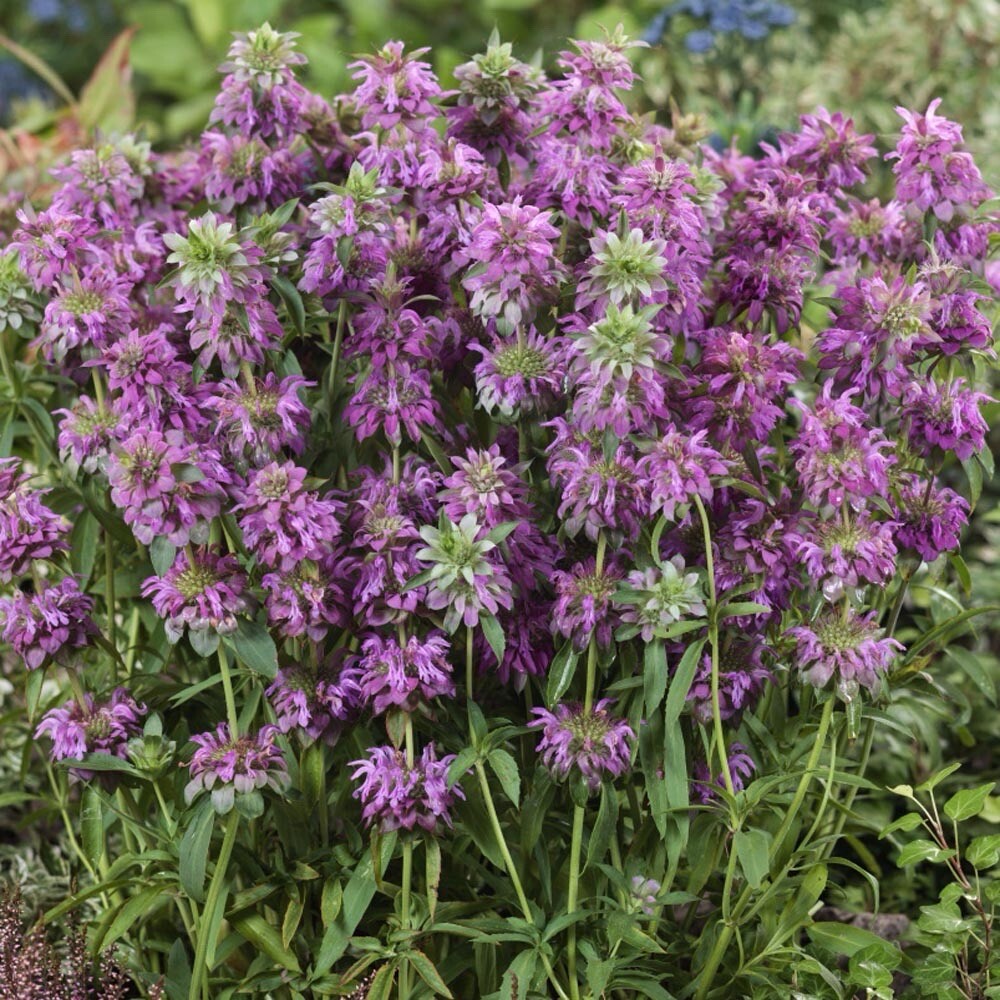 1000+ Monarda citriodora Seeds | Lemon Mint | Lemon Bee Balm , 1000 Seeds USA