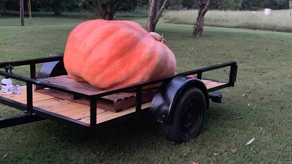 10 Dill’s Atlantic Giant Pumpkin Seeds – Heirloom —- WORLD RECORD — NON GMO