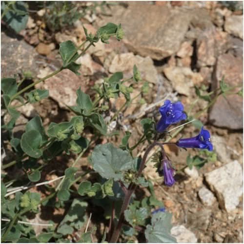 California Bluebell Seeds For Planting (Phacelia campanularia)
