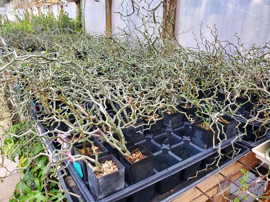 Decarya madagascariensis – Zig Zag Plant – Madagascar – Rooted Lot Dm1