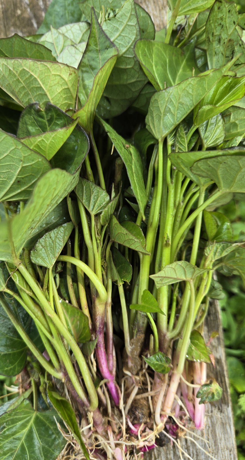 10 Organic purple sweet potato slips or rooted vine cuttings