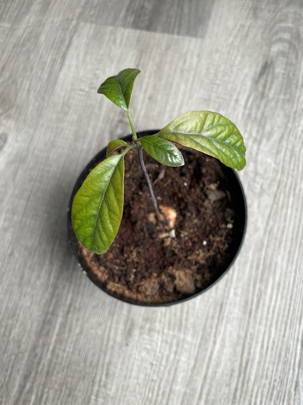 Avocado Plant
