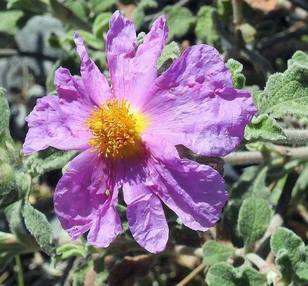 Cistus creticus | Rock Rose | Cretan Rockrose | Hoary Rock-Rose | 50 Seeds