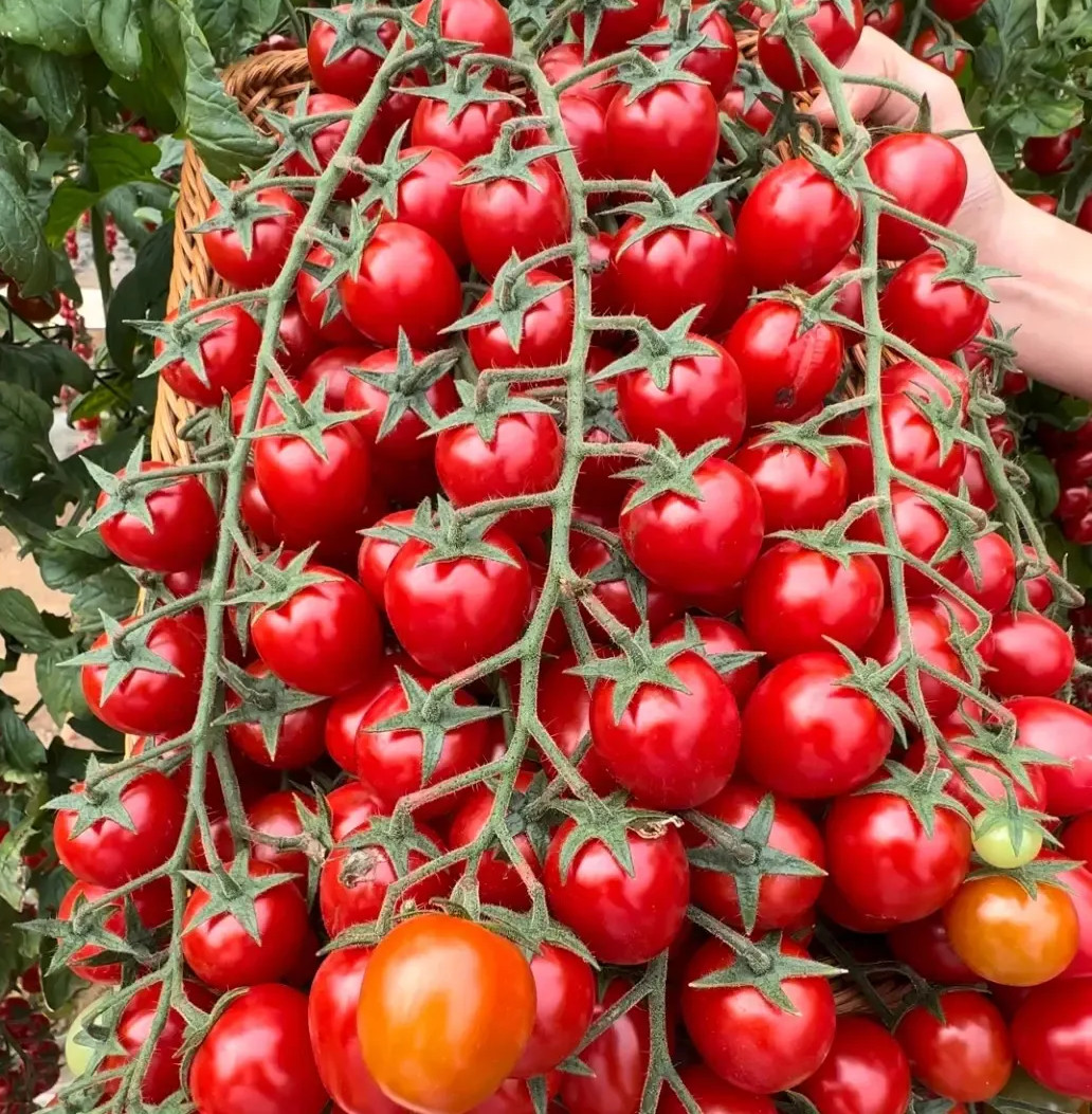 30+ WATERFALL TOMATOES SEEDS – SWEET – HIGH YIELD – HEIRLOOM – ORGANIC — RARE