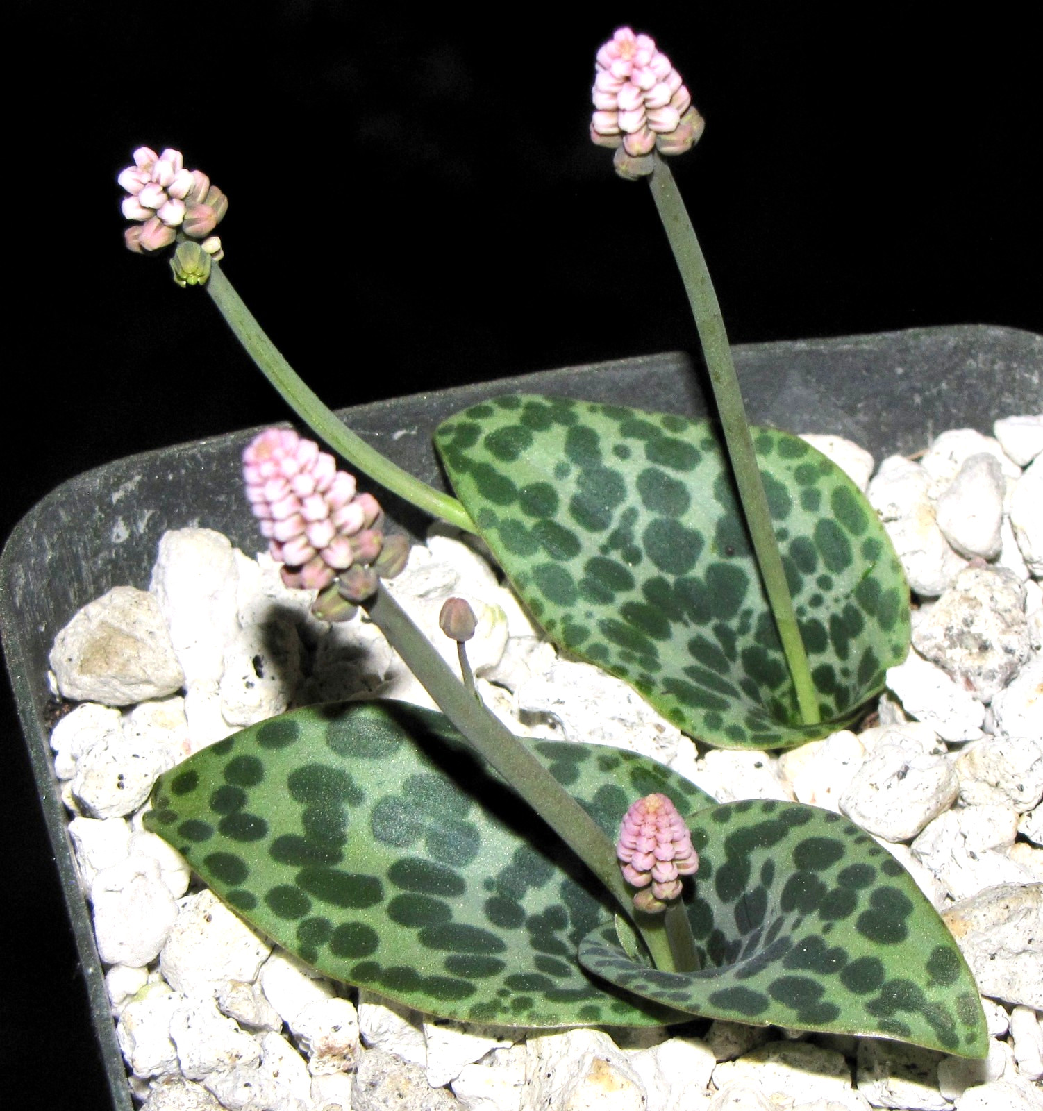 Drimiopsis sp. Kalkfontein choice miniature