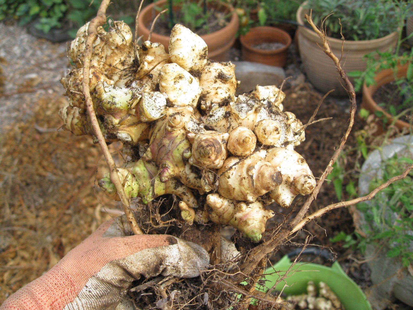 7 Jerusalem Artichoke (Sunchoke) Tubers For Planting. Grown by Greenhouse PCA