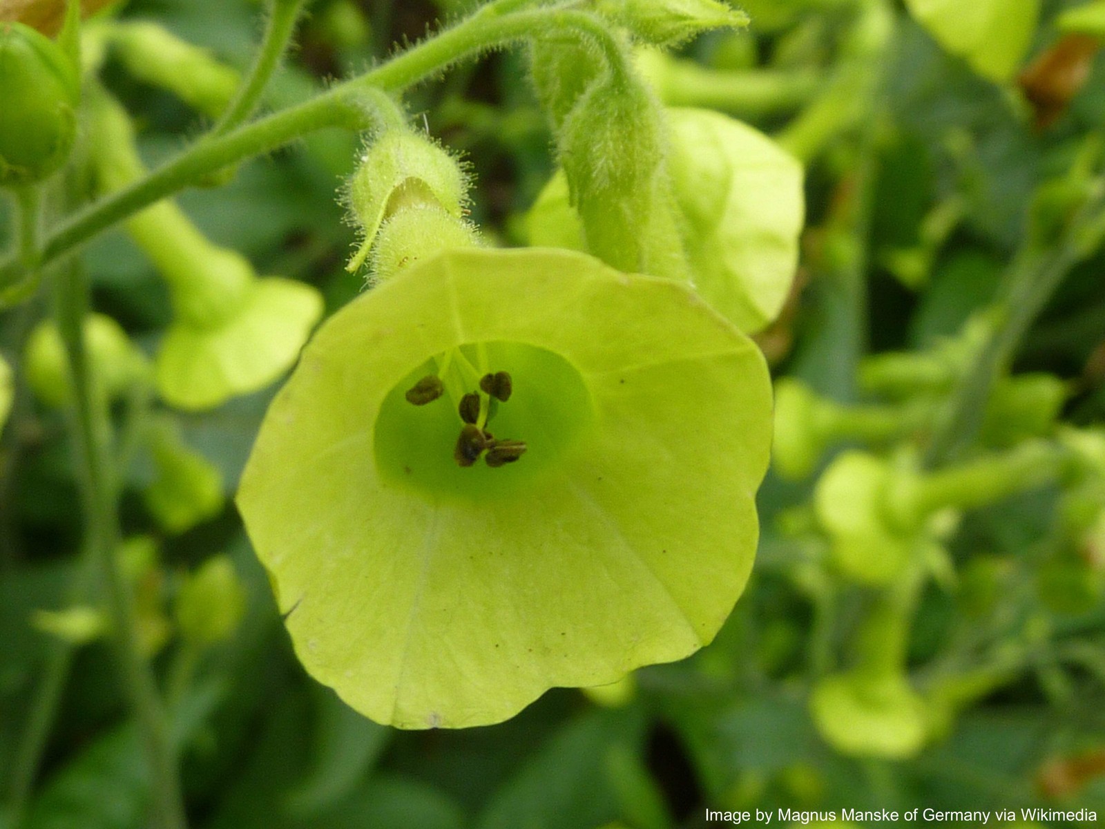 Tobacco, Huichol aka Langsdorff’s (Nicotiana langsdorffii)