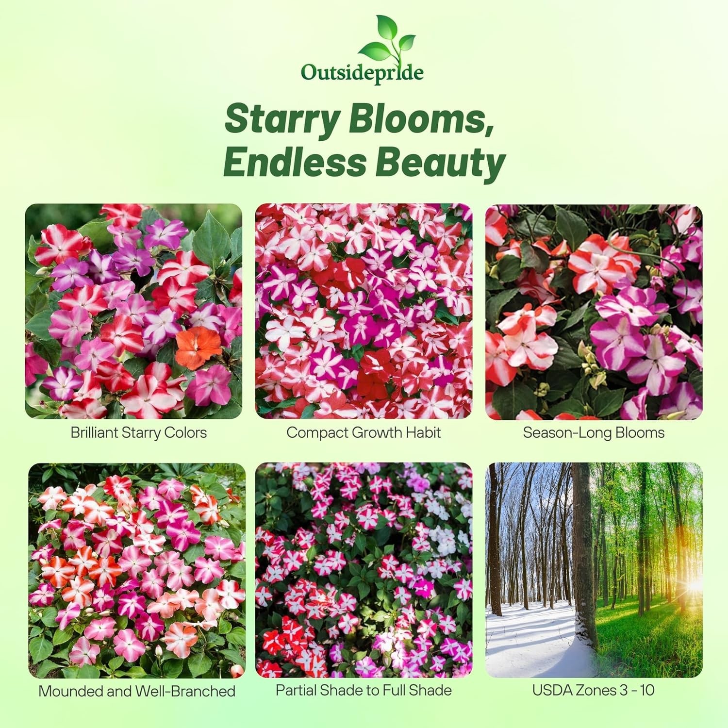 200 Seeds Impatiens Walleriana Accent Star Mix- Impatiens Seeds
