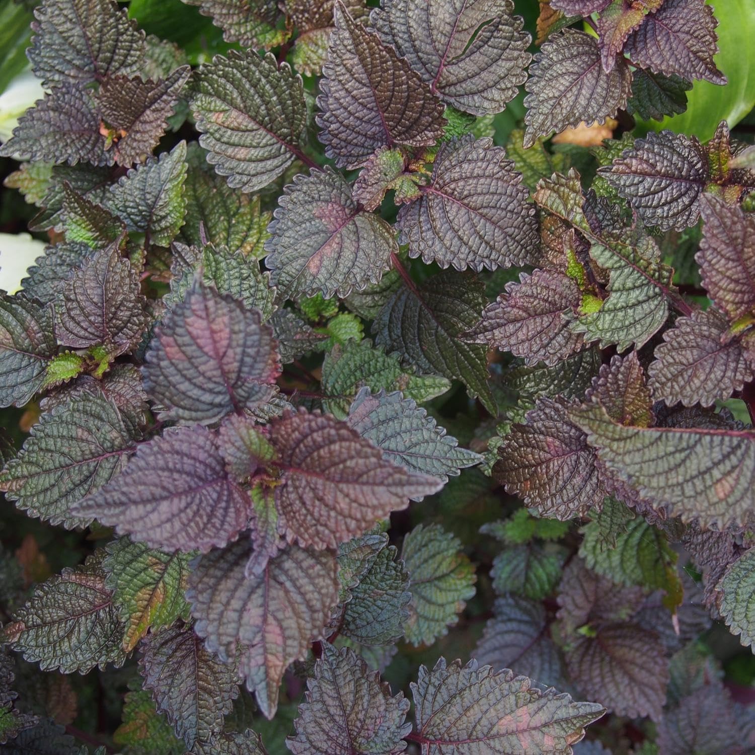 1500 Vietnamese Perilla Seeds for Home Gardens | Shiso Tía Tô & Purple Mint