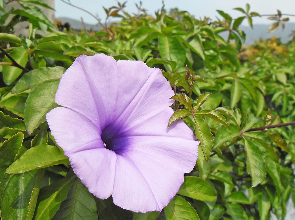 Ipomoea Palmata Cairica Vine 10 Seeds, Cairo Morning Glory Railway Creeper