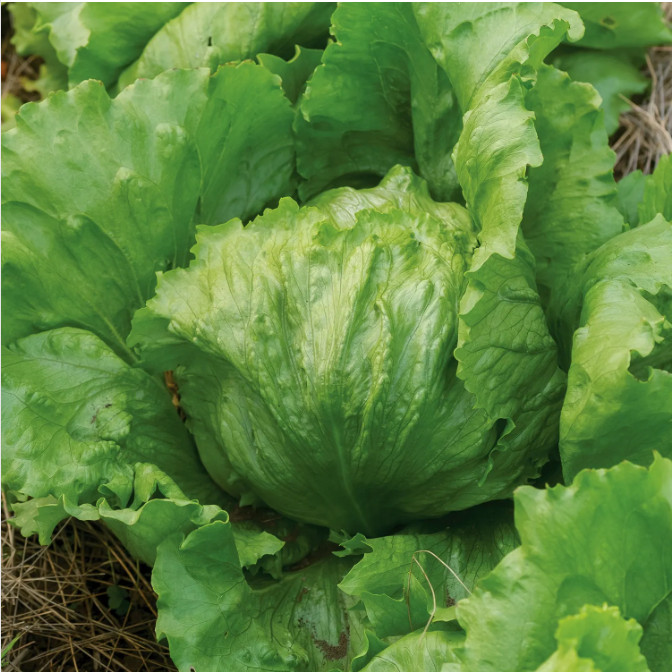 SEEDS – ICEBERG LETTUCE Vibrant Green Leaves Perfect for Tasty Salad or Sandwich