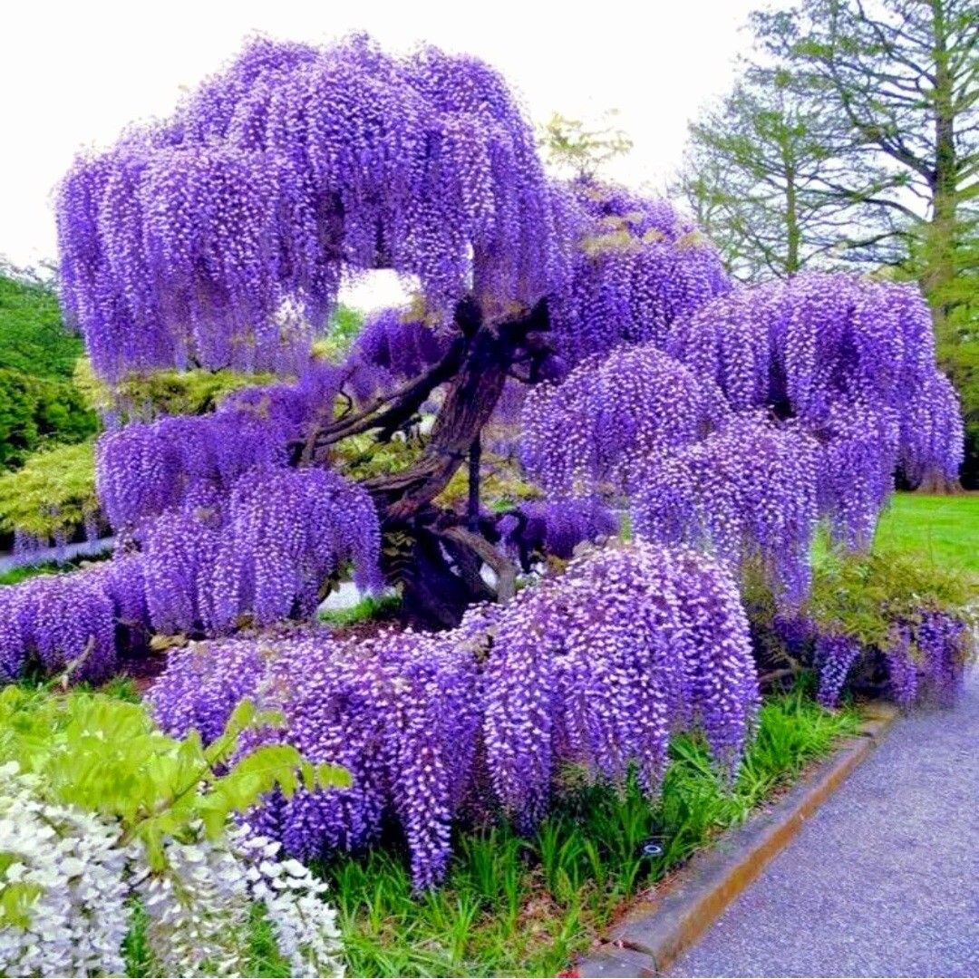 25 Wisteria Seeds Purple Flowers Blue Moon Wisteria Chinese Blue Wisteria