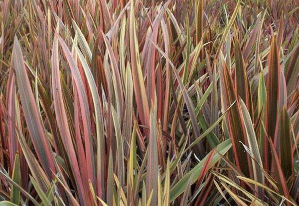 Phormium tenax | Rainbow Stripes | Flax | 20 Seeds