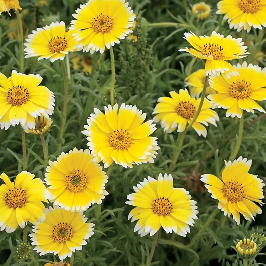 1200+ Tidy Tips Seeds Layia Platyglossa Yellow Annual Flower.