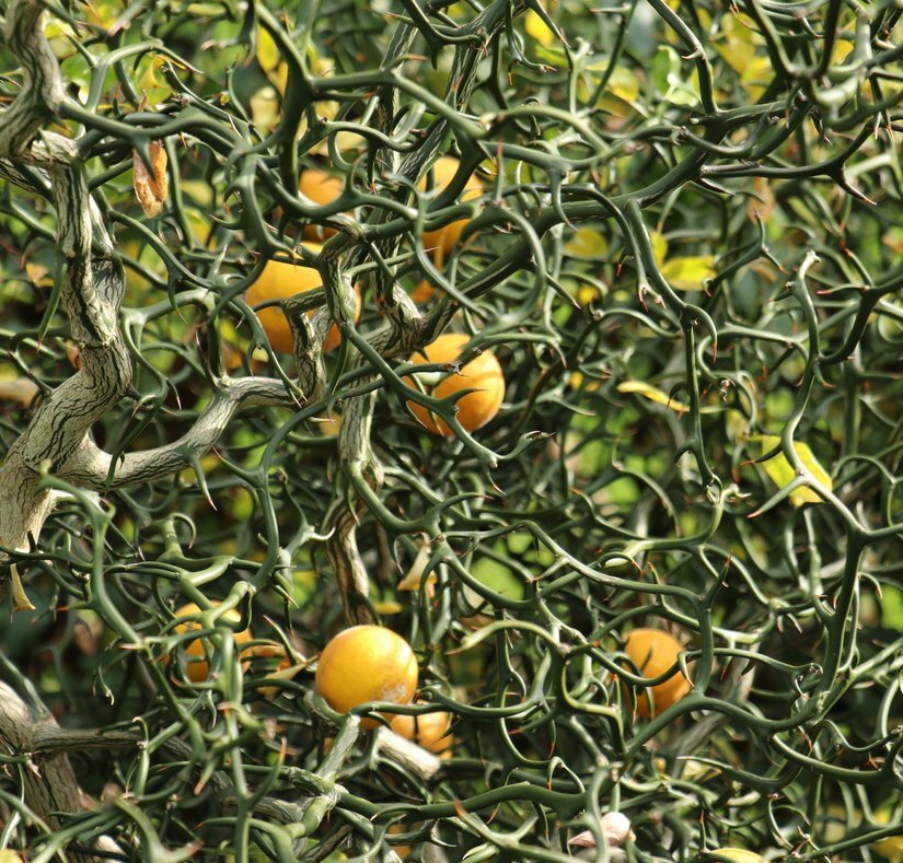 Poncirus trifoliata FLYING DRAGON DWARF HARDY TRIFOLIATE ORANGE Tree SEEDS!