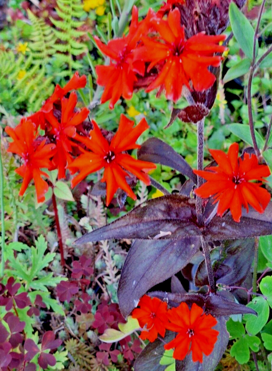 50 seeds lychnis arkwrightii vesuvius scarlet, dark leaves, rare flower