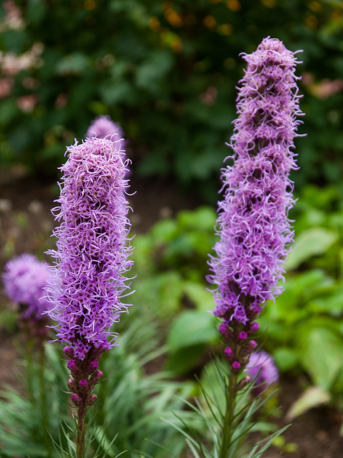 Liatris Spicata – Floristan Violet seed