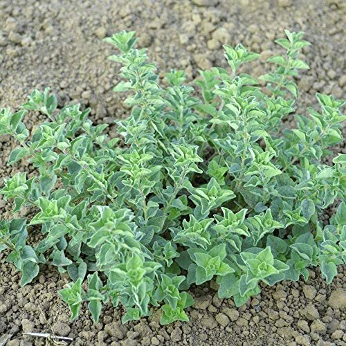Greek Oregano Seeds | Non-GMO | Free Shipping | Seed Store | 1142