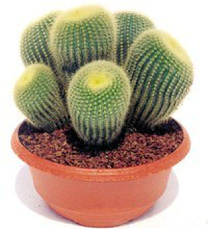 Eriocactus Leninghausii aka Golden Torch Cactus 5 Seeds Free Shipping!