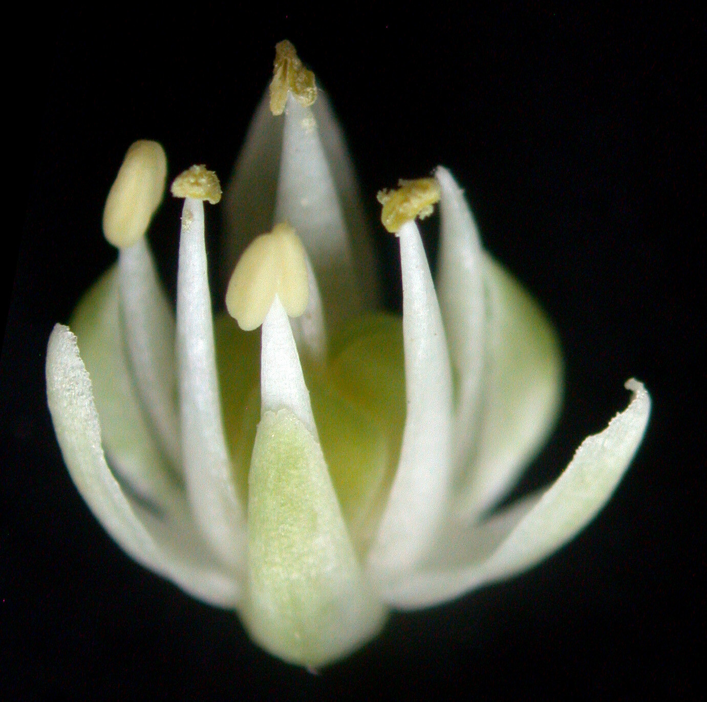 WILD RAMPS Seeds (Allium tricoccum) Ramson Vegetable Wild Garlic Wild Leek Plant