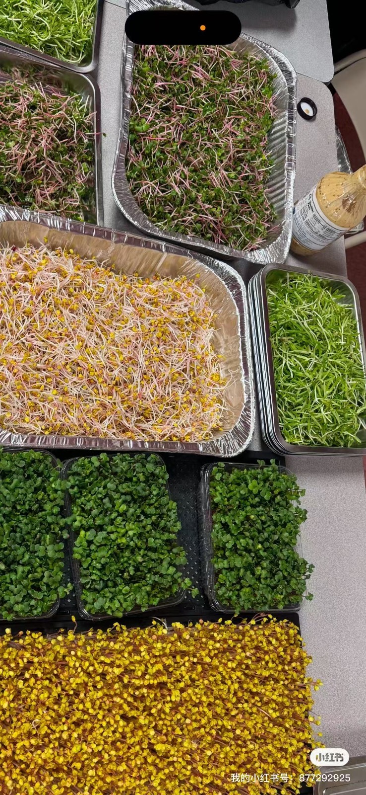 Micro Vegetables Radish Sprout Seeds | White Red Green Mix | 1LB Hydroponic
