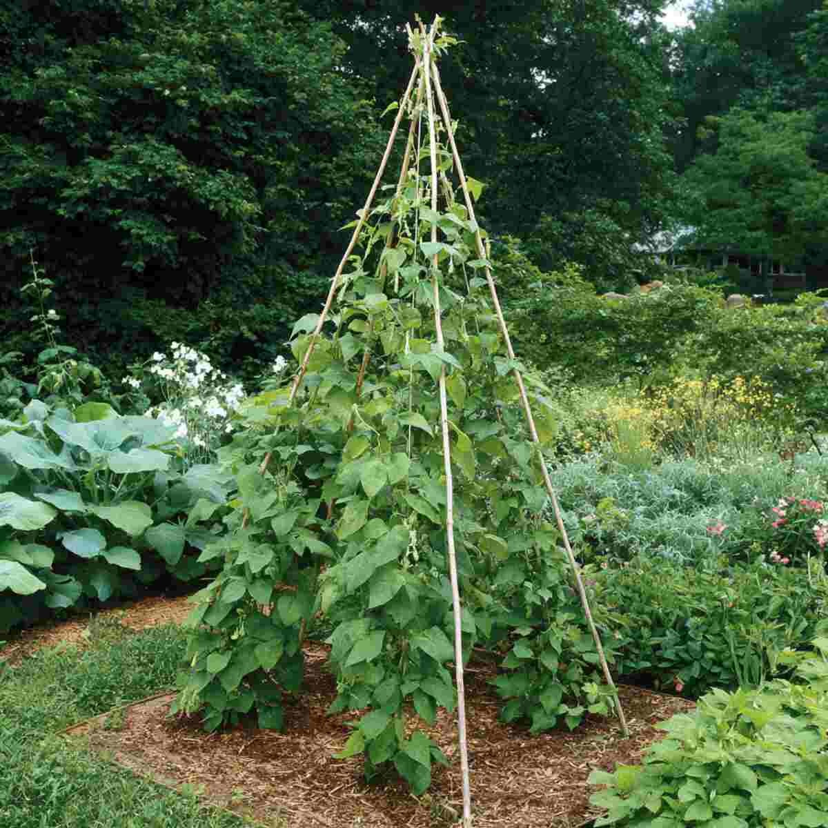 Ideal Market (Creasy Bean) Pole Bean Seed Heirloom (25 seeds)