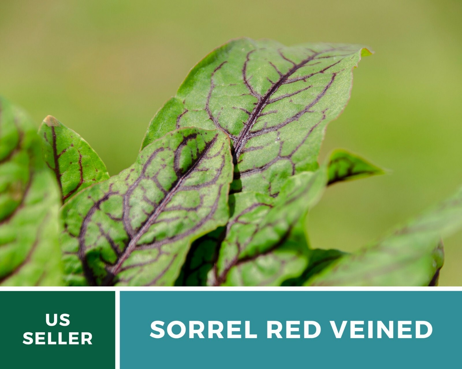 Sorrel, Red Veined – Heirloom Seeds – Culinary Salad Green (Rumex sanguineus)