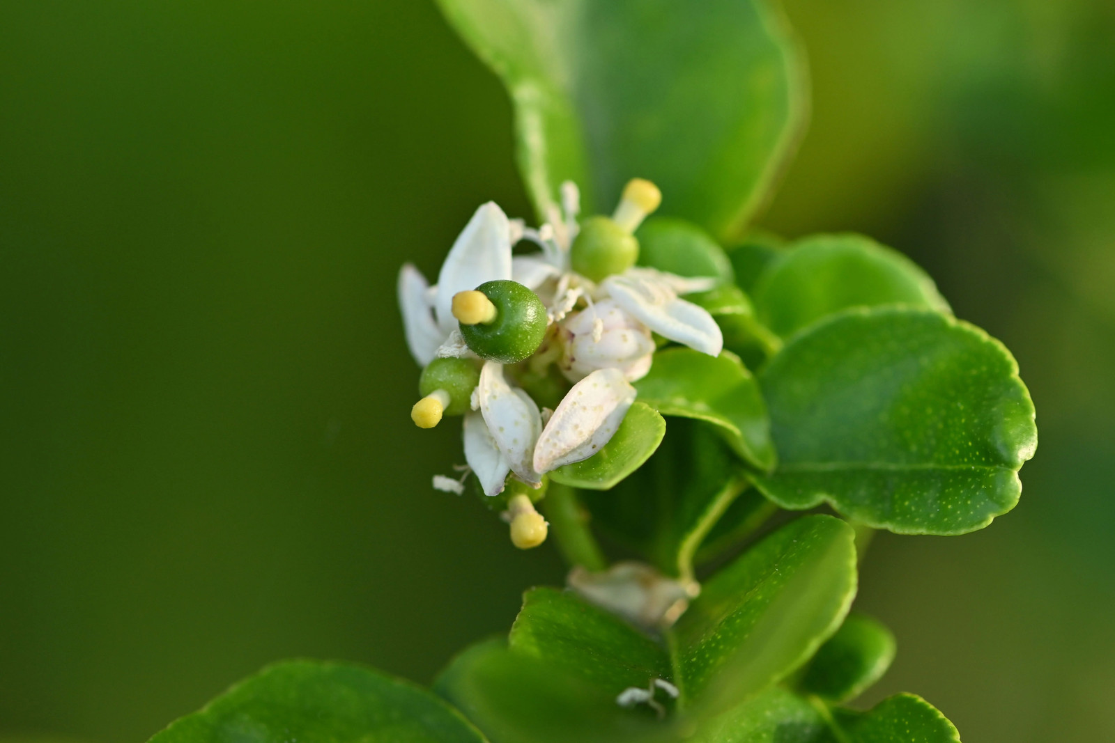 15 KEY LIME Citrus Aurantifolia Fruit Tree Shrub Seeds