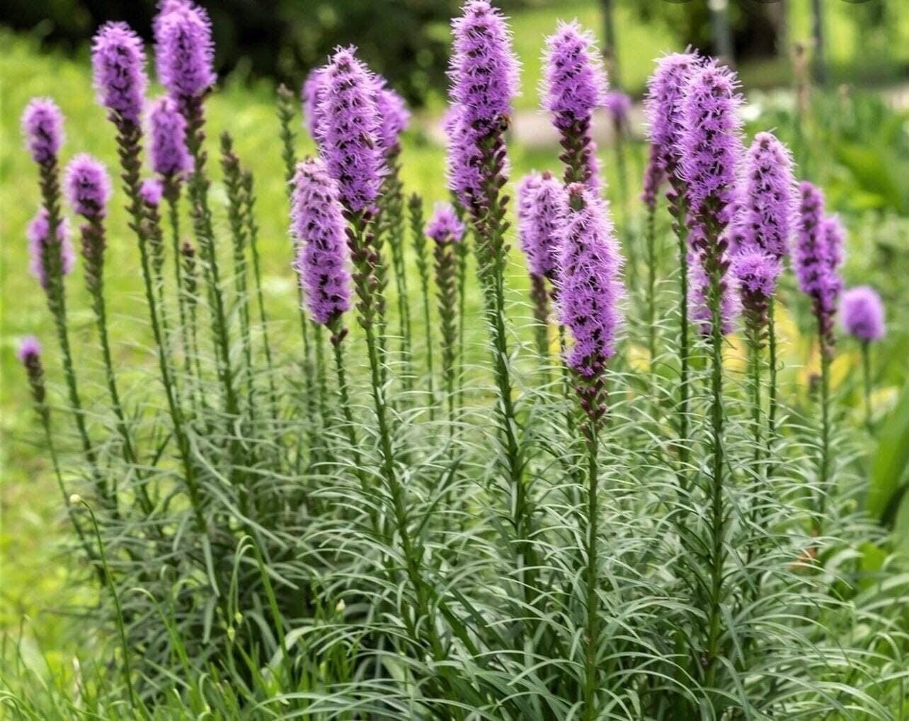 SPICATA Liatris Spicata/Gayfeather – Top Size Bulbs 10/12 cm – US Seller