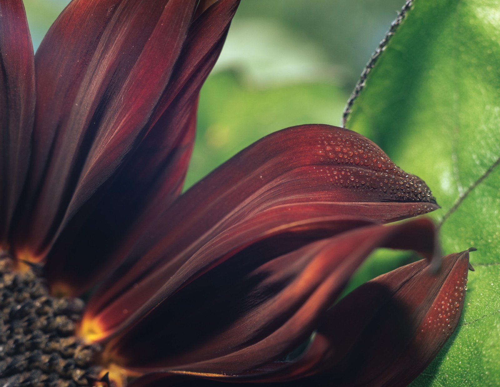 Sunflower Seeds – Vibrant Heirloom Rare, Free Shipping, Chocolate Cherry