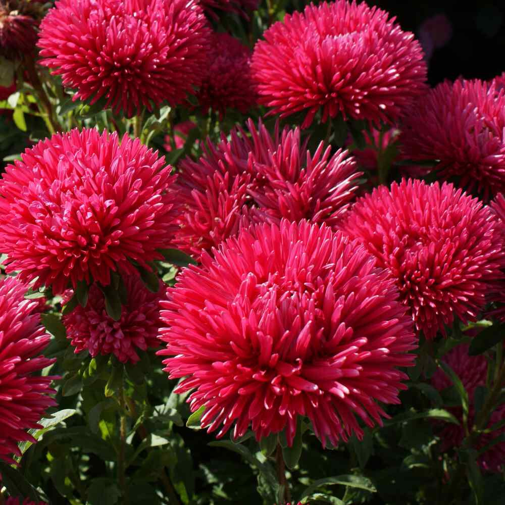 50 Seeds ASTER GREMLIN DOUBLE RED Callistephus Chinensis