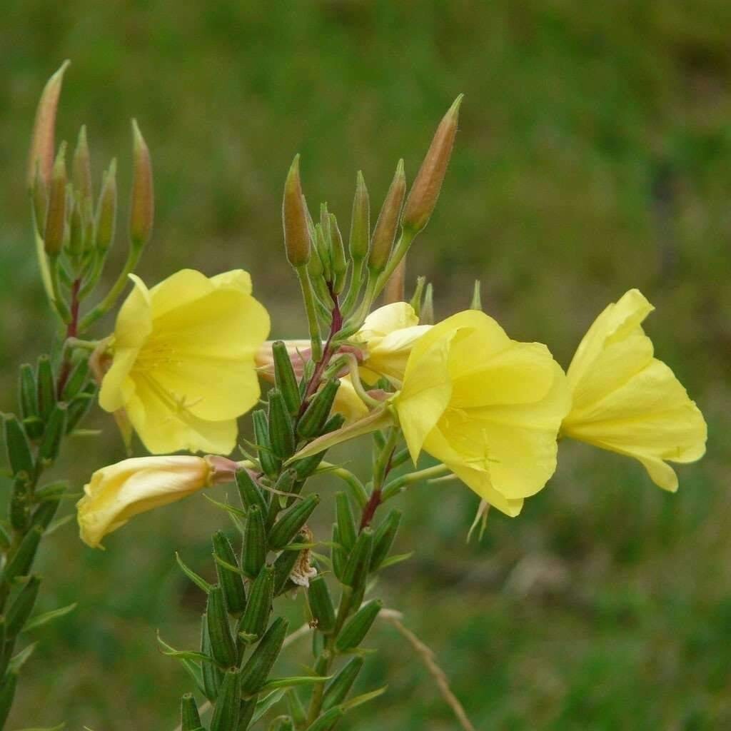 Evening Primrose – ‘Oenethera biennis’ – 0.10 gm ~ 235-265 seeds, NON GMO