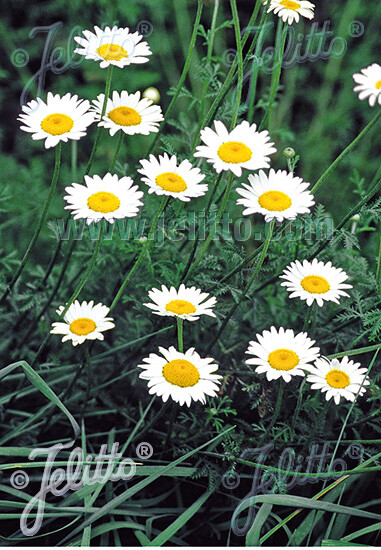 Anthemis tinctoria Alba 1,000 seeds