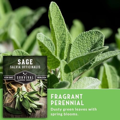Packs Culinary Sage Seed for Planting – Packet with Instructions to Grow 2