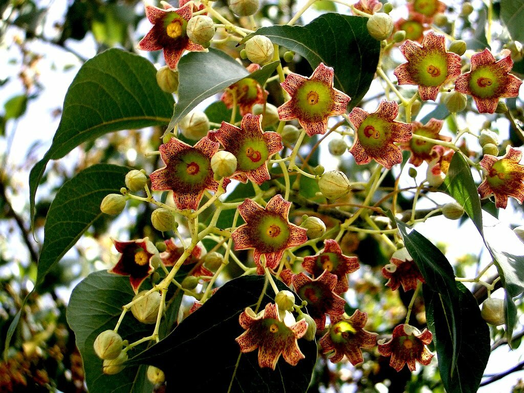 Brachychiton Populneus, Kurrajong Flowering Bottle Tree 5 Seeds, Ships From USA!